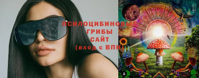 купить   Заозёрск  Галлюциногенные грибы Psilocybine cubensis 